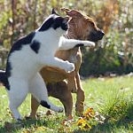 やったらやり返せと教わった猫