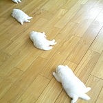 萌え倒れそうです。の裏側もやはり萌え倒れそうでした。