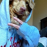 Bボーイ犬