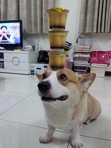 絶妙なバランスで頭にプリンを載せる犬