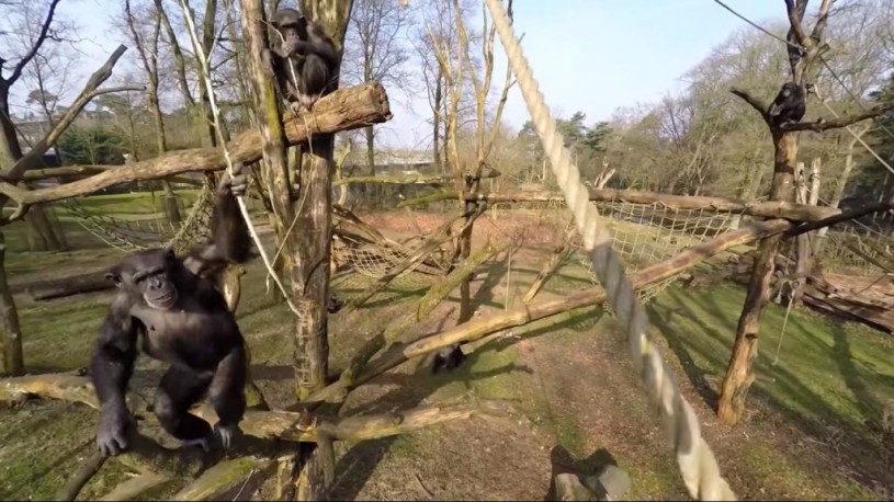 チンパンジーdrone