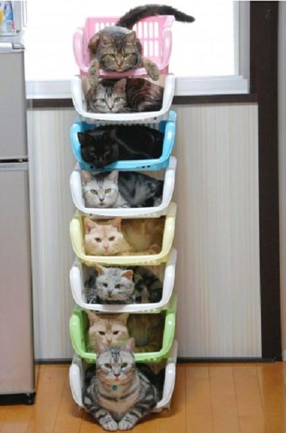 猫マンション - 不動産屋(加古川の不動産）楽チン日記　　　　　「いくぜ！１００万アクセス！｣　 - 楽天ブログ（Blog）