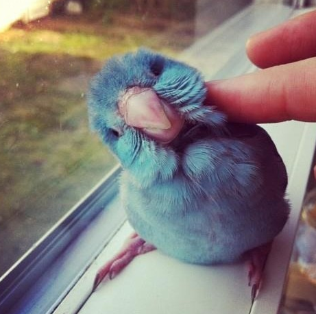 Twitter、パスワードが5万5000件以上大量流出