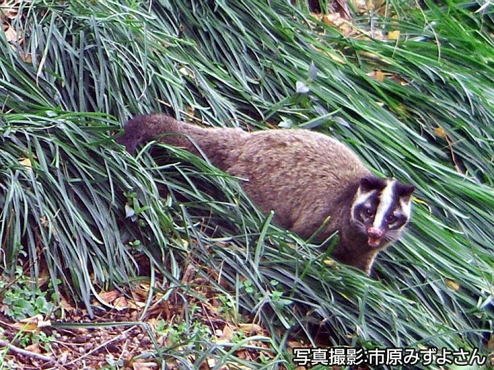 葛飾区のFacebookページにてハクビシンの被害相談について説明がでた。