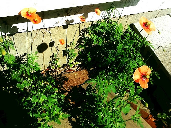 ケシが庭に大量発生してるｗｗｗｗｗｗｗｗ