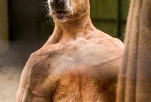 絶対にカンガルー先輩を敵に回してはいけないとわかる画像。