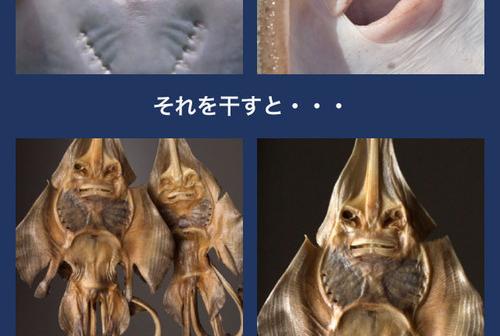 生きているエイは、とっともカワイイ。干すと、めっちゃ怖いｗｗｗｗ
