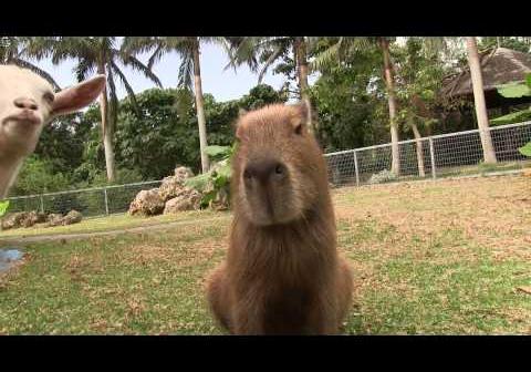 日本最南端にいるカピパラ