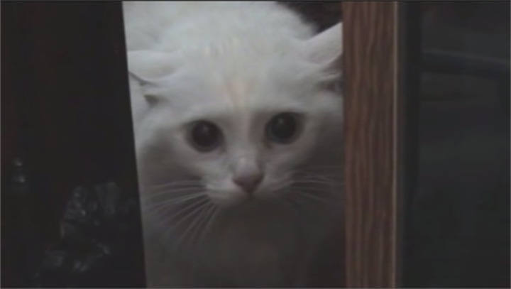 【動画】ロシア発、人間のようにしゃべる猫。