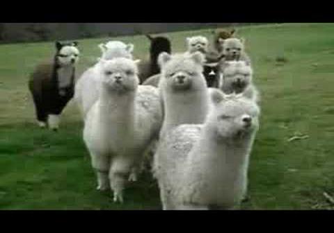 80年代流行歌風歌詞自動生成システムを使ってアルパカの曲を作ってみた。