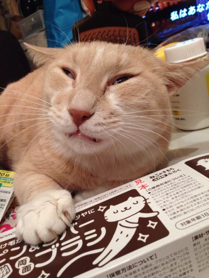 ショコタン、ねこのきもちの付録ブラシをつかったらゴロゴロいいながらよだれたらしている。