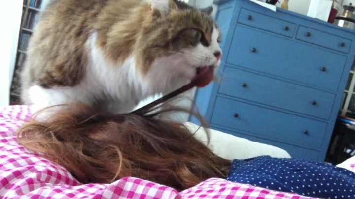 【動画】朝、猫が起こしてくれるの嬉しいけど。この方法は、ちょっと嫌。