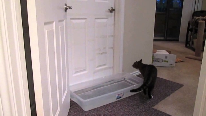 【動画】ドアの開け方を知っている猫。高度なドアノブを３秒で開けた！！