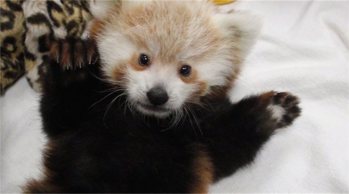 【動画】リンカーン子供動物園で生まれたレッサーパンダの赤ちゃんが可愛すぎてやばい！