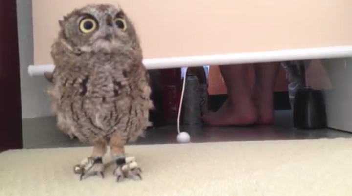 【動画】どうしてもキッチンに入りたいフクロウ