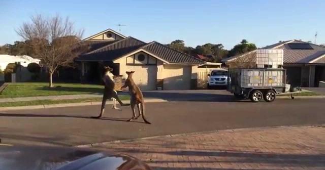 【動画】オーストラリアでは、カンガルーが朝から路上でストリートファイト！