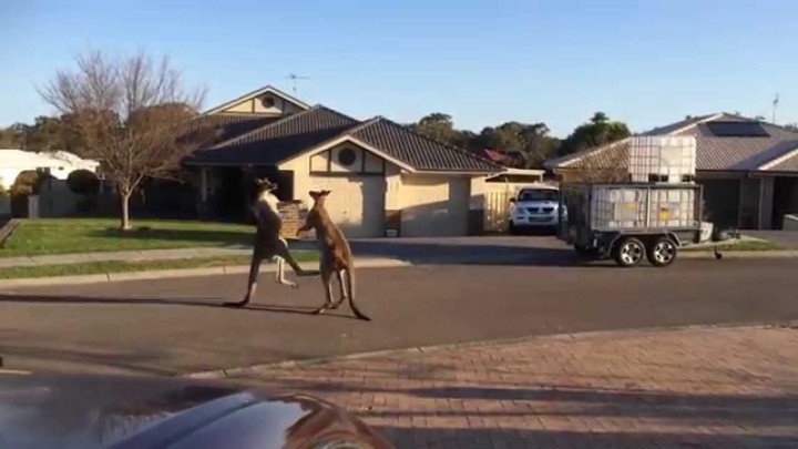 【動画】オーストラリアでは、カンガルーが朝から路上でストリートファイト！