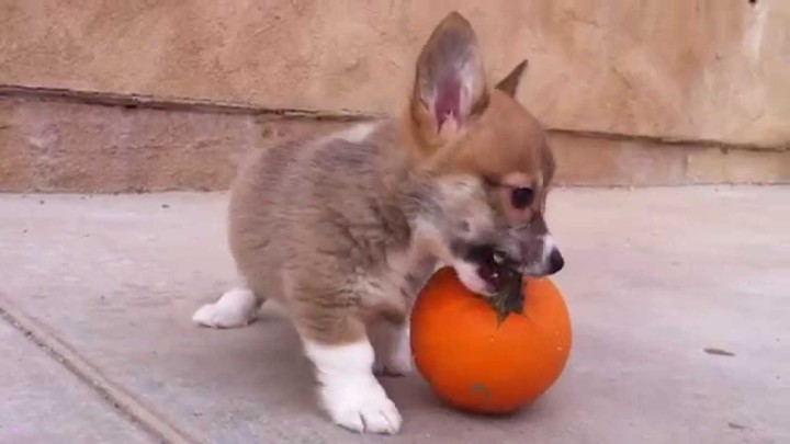 【ハロウィン動画】かぼちゃと遊ぶ子犬。