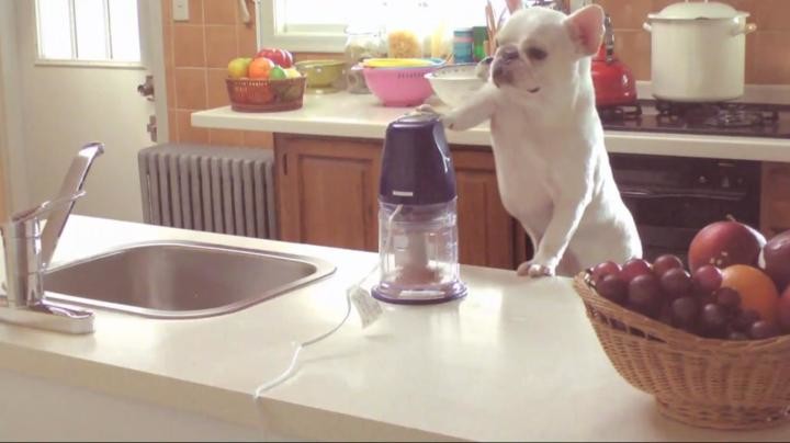 【動画】フレンチブルドッグが、飼い主さんがいない間にフードプロセッサーで料理を作っていた事が判明。