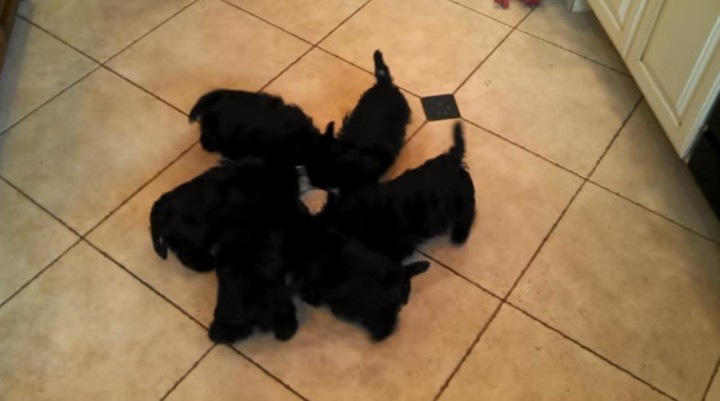 【動画】１つの皿に黒い子犬６匹が集まると回転する事が判明。