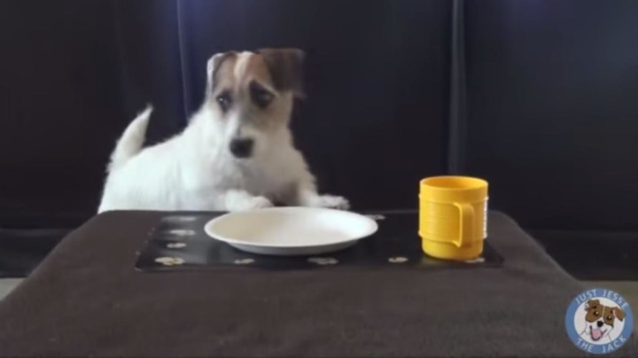 【動画】ギネスに載った世界一賢い犬。ゴミ捨てや買い物も出来る。