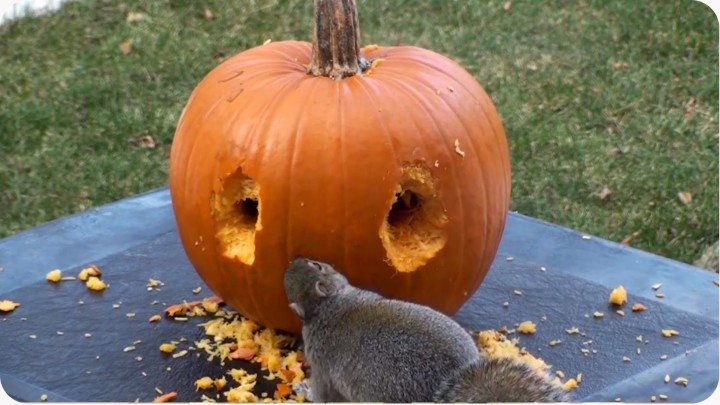 【動画】ハロウィンのかぼちゃのオバケをリスが作る。