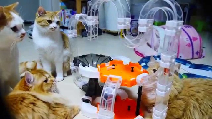 【動画】マンチカン達がおもちゃの虫を追いかけている様子がカワイすぎるｗｗｗ