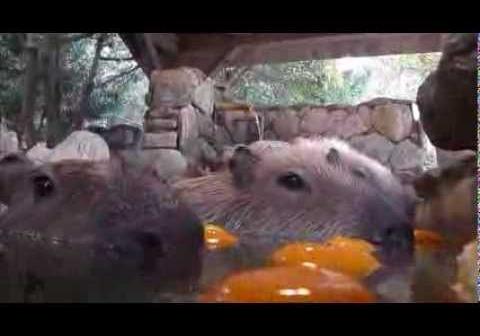 【動画】カピバラさんが露天風呂でくつろいでいる様子。