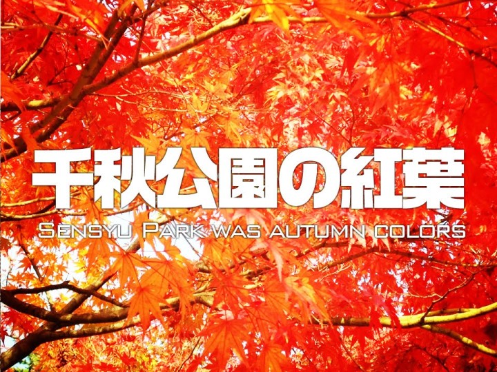 【動画】紅葉を空中（ラジコンヘリ）から撮影すると綺麗。