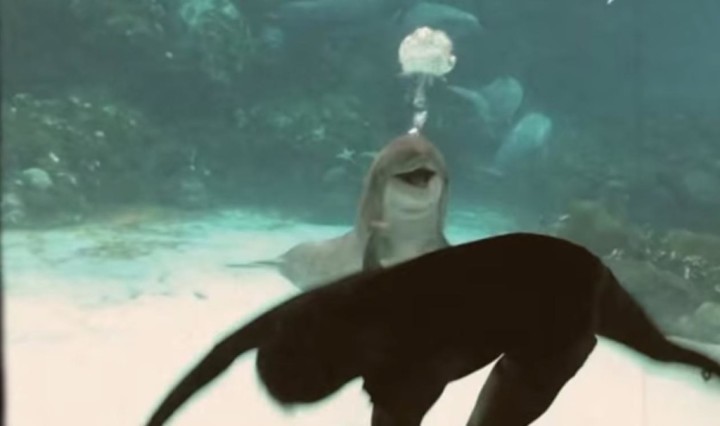 【動画】イルカを笑わす方法