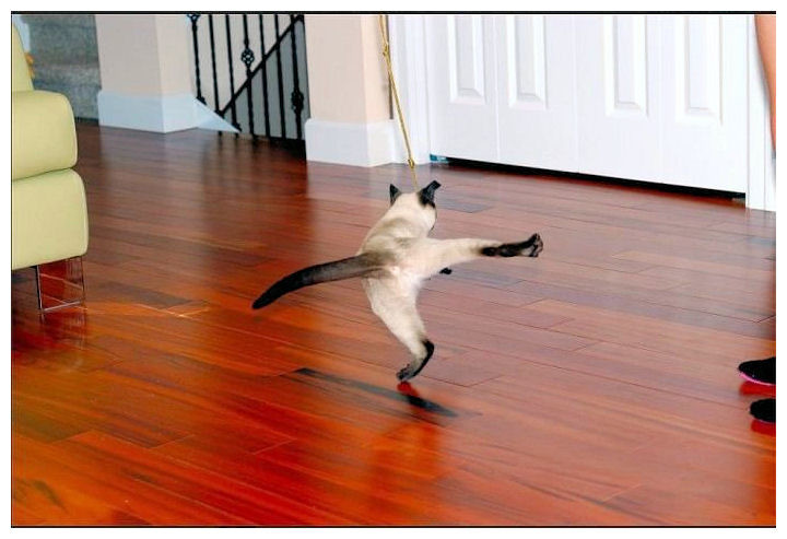 【画像】猫が激しいダンスをやっている最中の決定的瞬間。