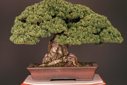 皇居の盆栽を見る事が出来るサイト。四国新聞社の盆栽コンテンツが素晴らしい！