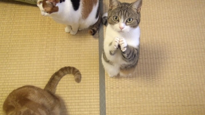 おねだりをする猫。「頂戴！頂戴！」のポーズがものすごい可愛い猫。