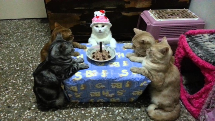 猫の為の誕生日会が開催された。しかし、怪しい儀式にしか見えないｗｗｗと話題。