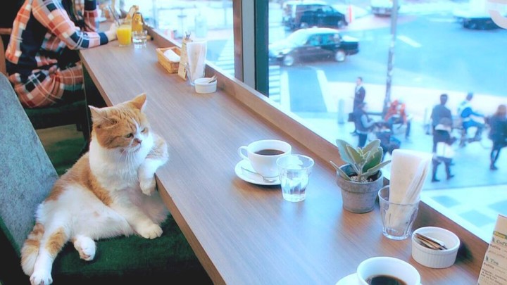 最近の猫カフェは、おしゃれだなと話題に