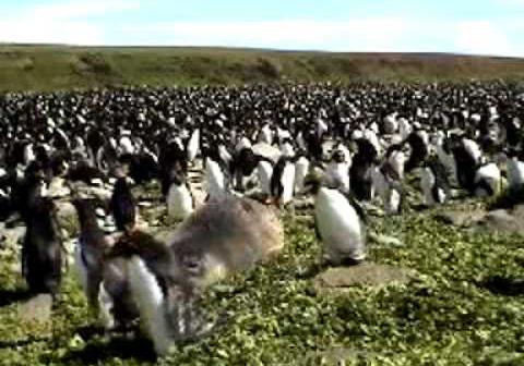 【動画】アザラシに飛び乗ったら怒られたwwwwww
