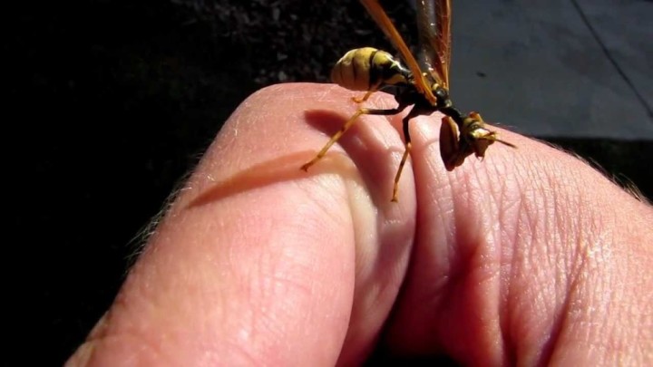 【動画】スズメバチ？カマキリ？見た目は、スズメバチのカマキリ。カマキリモドキ