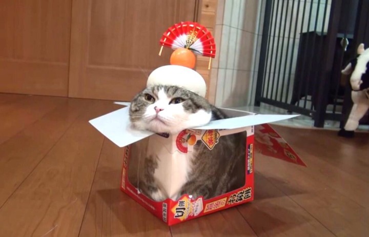 【動画】鏡餅の箱に入ったネコ。あけましておめでとう！！