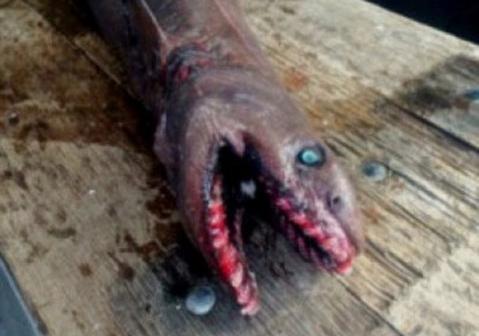 深海から300本の歯を持つ怖すぎるサメがオーストラリアで水揚げされた。