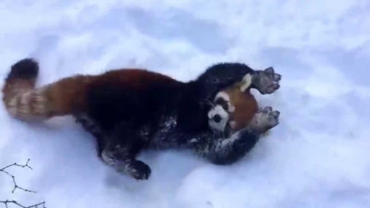 雪の中ではしゃぐレッサーパンダ可愛すぎｗｗｗｗｗ
