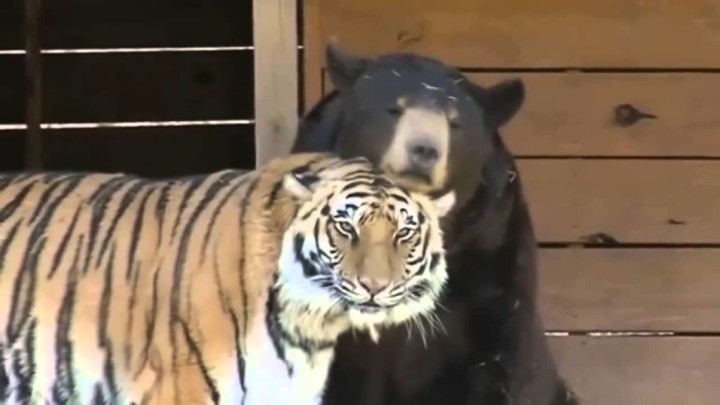 熊とトラが仲良く遊んでいる映像。ラブラブじゃねえかｗｗｗｗ
