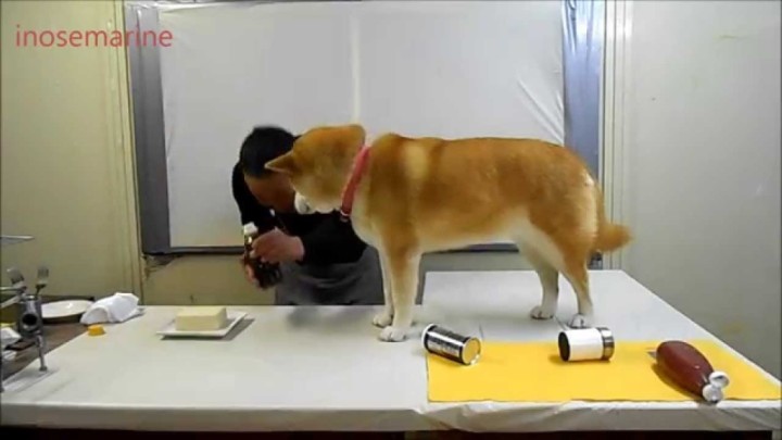 柴犬が邪魔して料理が進まないｗｗｗｗ邪魔されクッキング