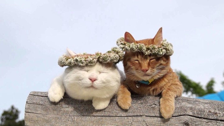 シロツメクサを猫が装着した結果。可愛いくて癒されることが判明。