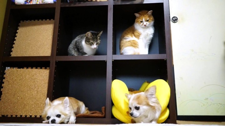 本棚の住人たち。猫と犬が本棚に入っている貴重な動画。