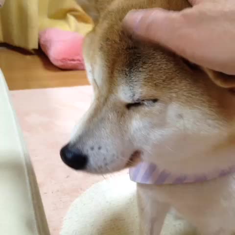 もっとナデナデしてと催促する柴犬