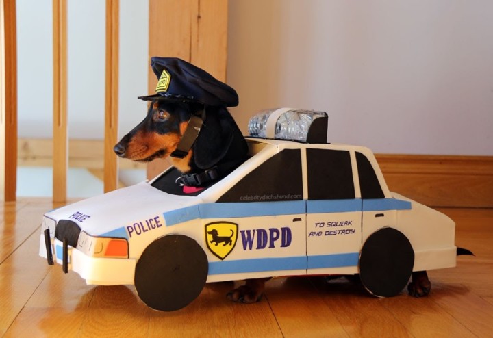 【動画】パトカー犬。犯人を追いかける。