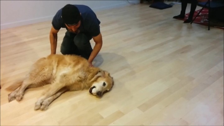 怠け者の犬のボールキャッチ。