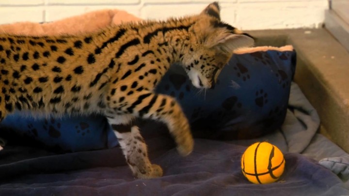 サーバルキャットの赤ちゃんがバスケットボールで遊ぶ様子。