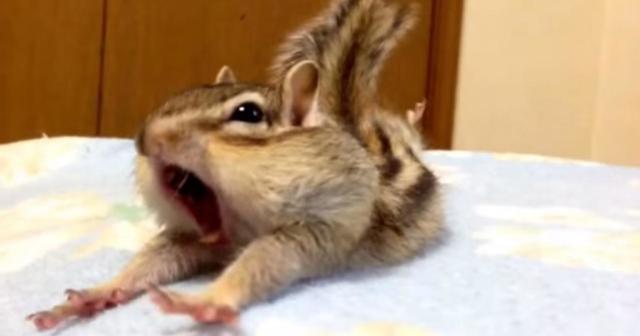 シマリスのビッケさんのあくび姿がものすごいかわいいーー！