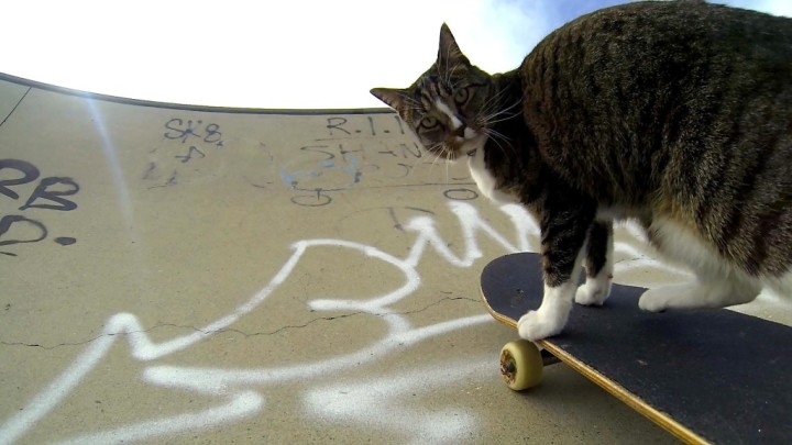 GoProで撮影した猫スケーター